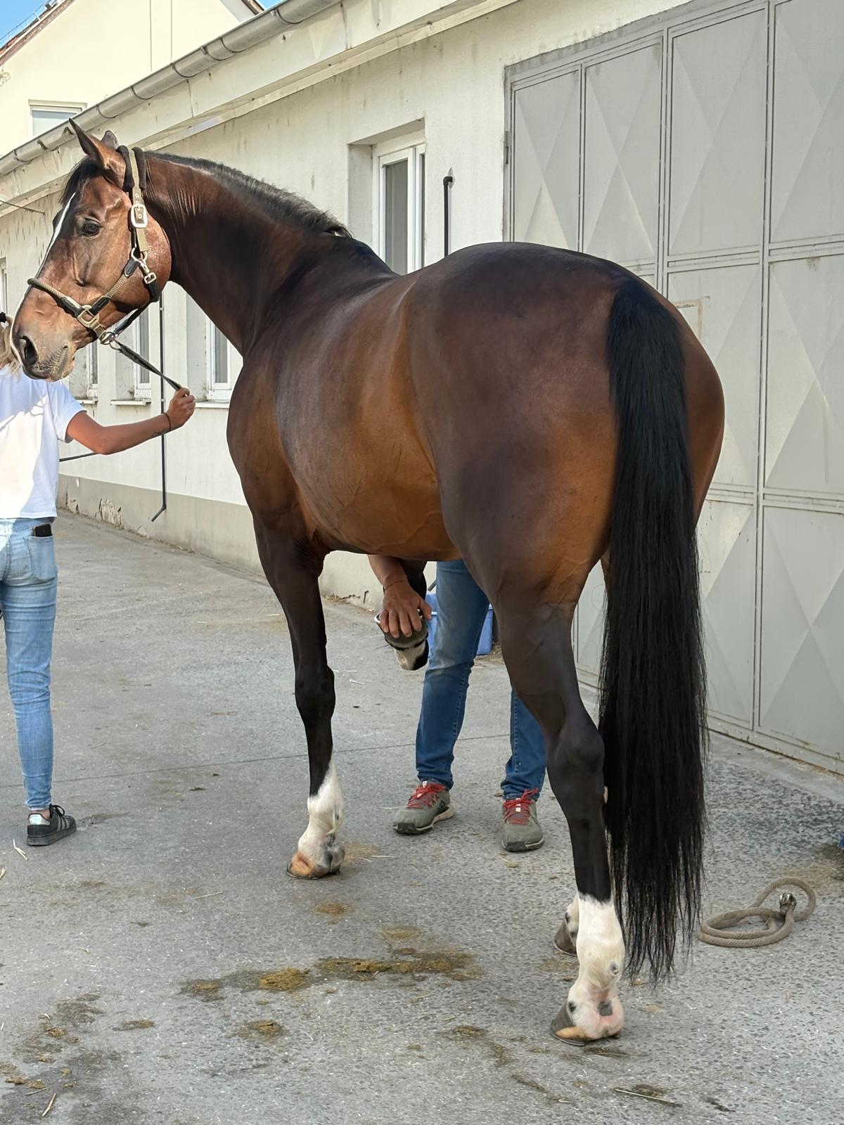 Vétérinaire équin examinant la patte avant d'un cheval